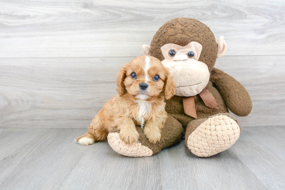 Cavalier King Charles Spaniel Puppy for Adoption