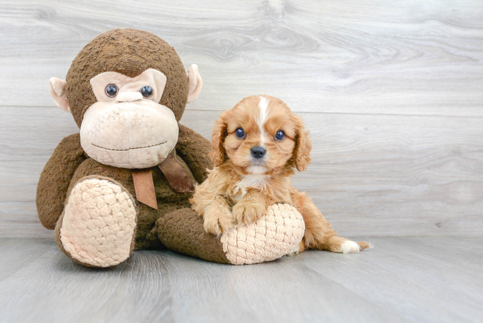 Best Cavalier King Charles Spaniel Baby