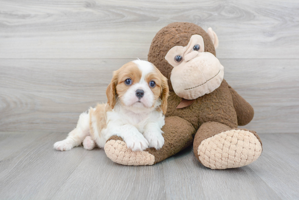 Best Cavalier King Charles Spaniel Baby