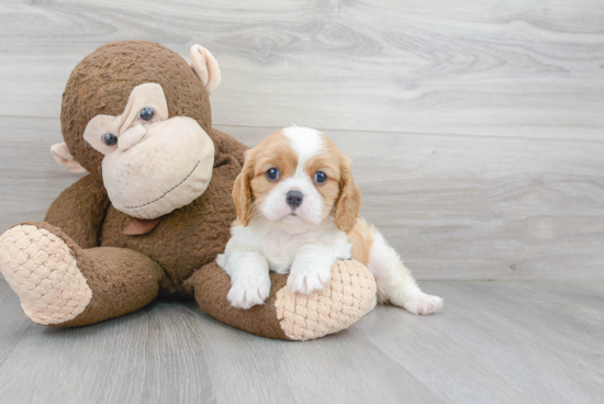 Best Cavalier King Charles Spaniel Baby