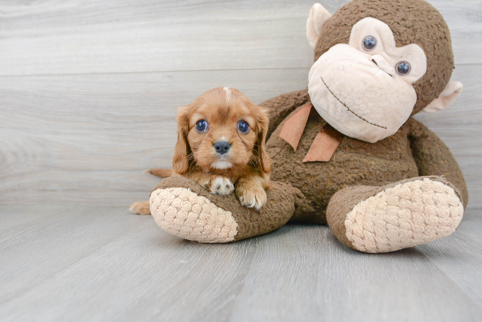 Cavalier King Charles Spaniel Puppy for Adoption