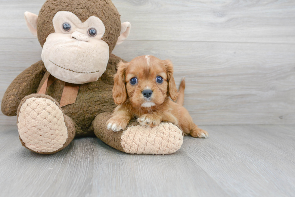 Little Cavalier King Charles Spaniel Purebred Pup