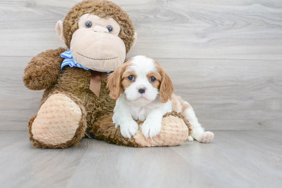 Cavalier King Charles Spaniel Pup Being Cute