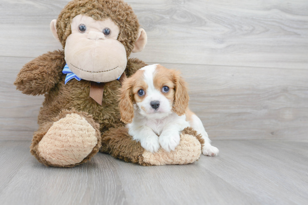 Akc Registered Cavalier King Charles Spaniel Purebred Pup