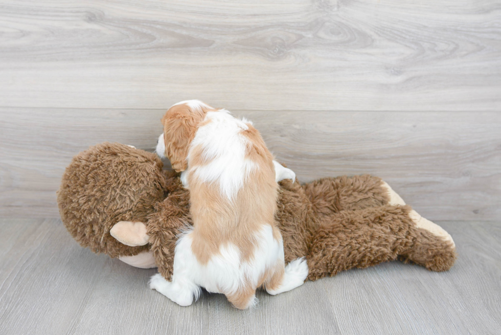 Friendly Cavalier King Charles Spaniel Baby