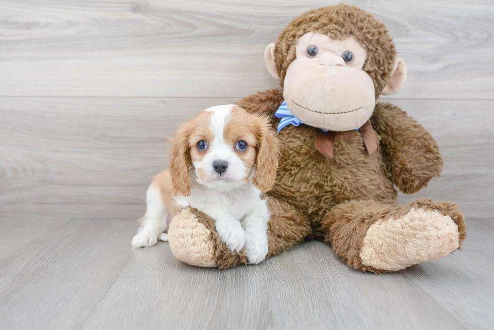 Cavalier King Charles Spaniel Pup Being Cute