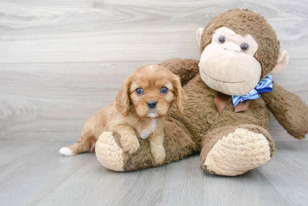 Cavalier King Charles Spaniel Puppy for Adoption