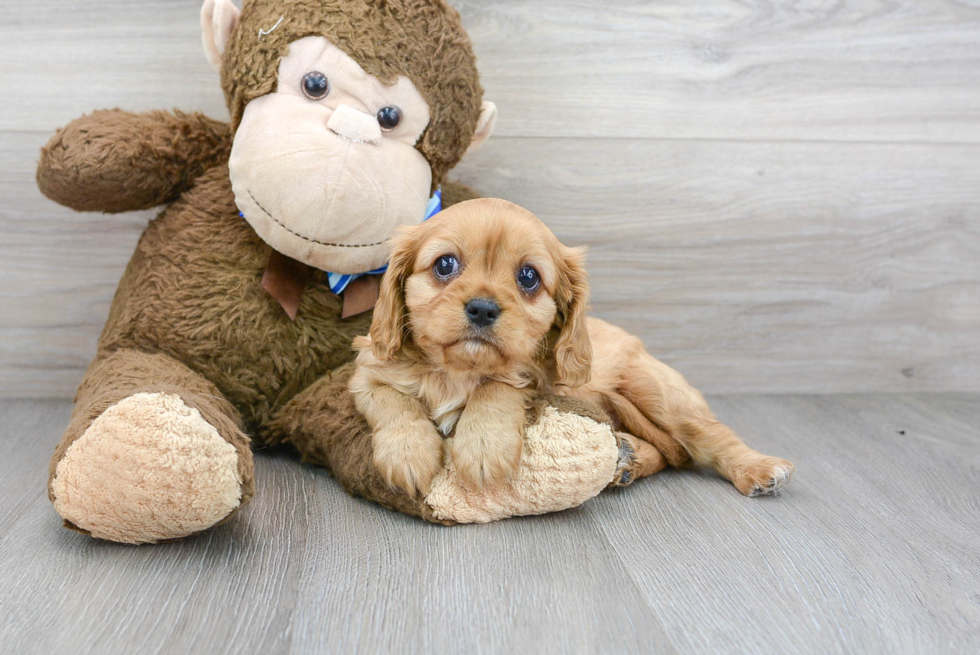 Hypoallergenic Cavalier King Charles Spaniel Purebred Pup