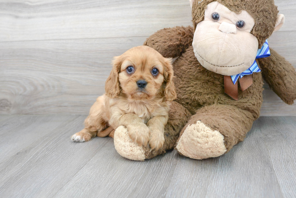 Smart Cavalier King Charles Spaniel Purebred Puppy