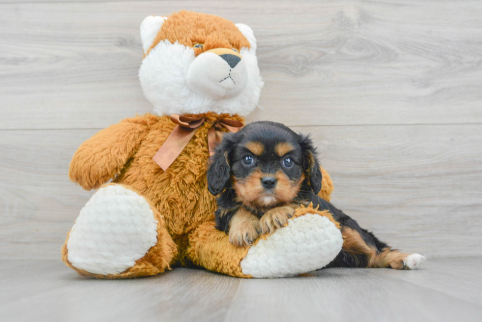 Petite Cavalier King Charles Spaniel Purebred Puppy