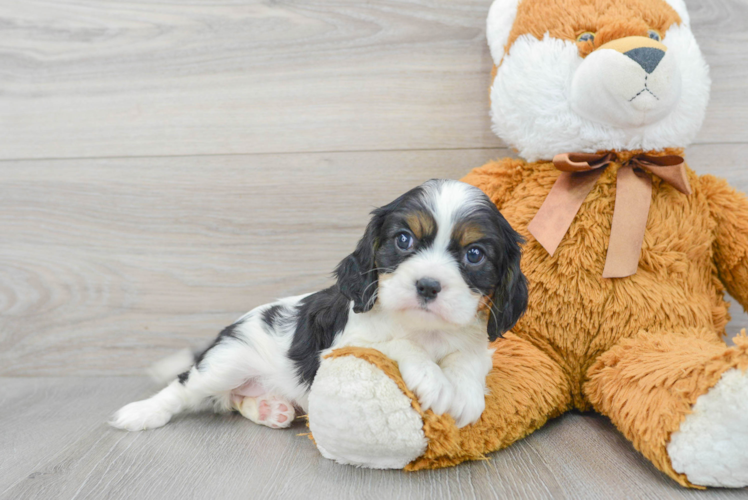 Funny Cavalier King Charles Spaniel Baby