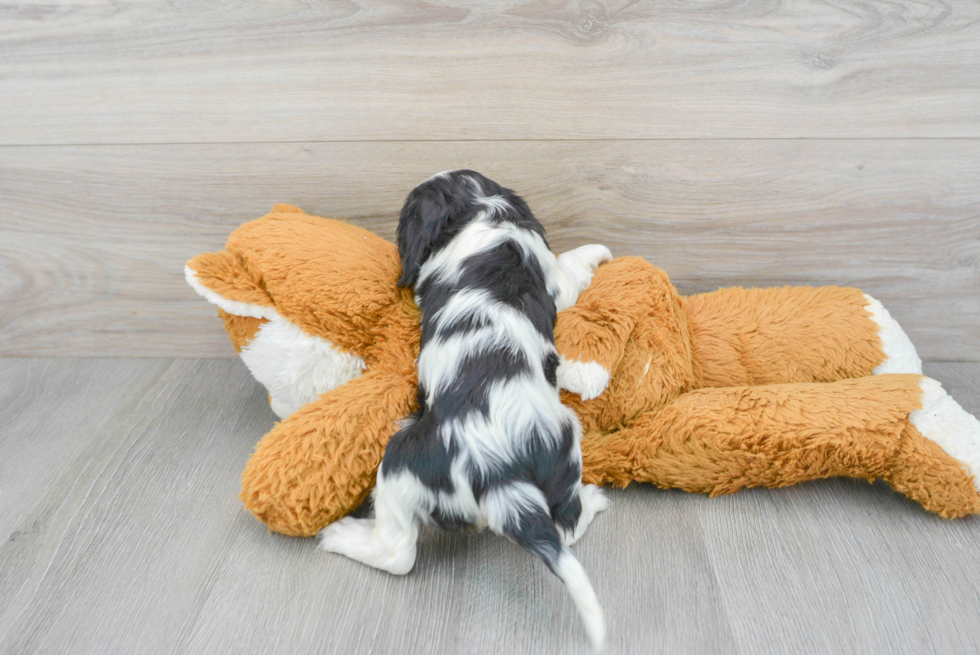 Best Cavalier King Charles Spaniel Baby