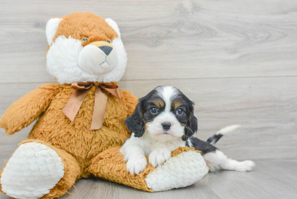 Little Cavalier King Charles Spaniel Baby