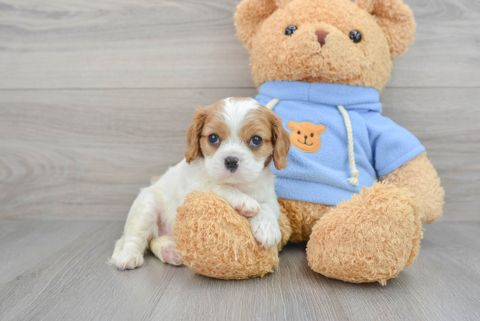 Cavalier King Charles Spaniel Pup Being Cute