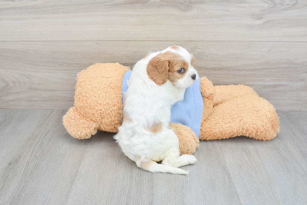 Akc Registered Cavalier King Charles Spaniel Baby