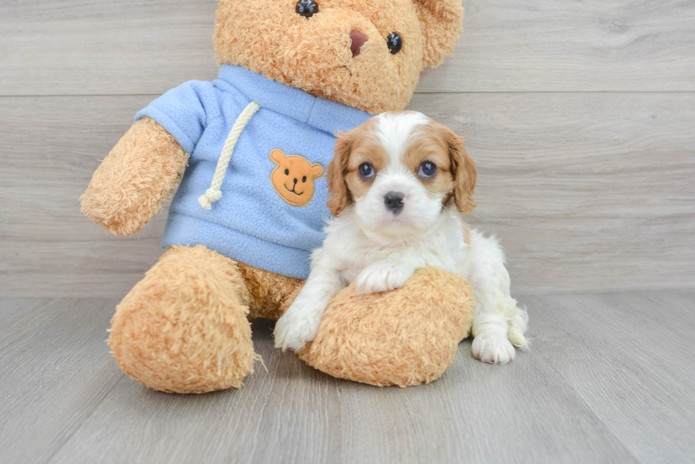 Cute Cavalier King Charles Spaniel Purebred Puppy