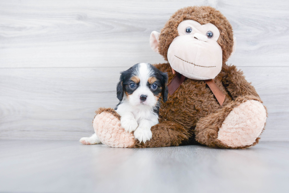 Cavalier King Charles Spaniel Puppy for Adoption