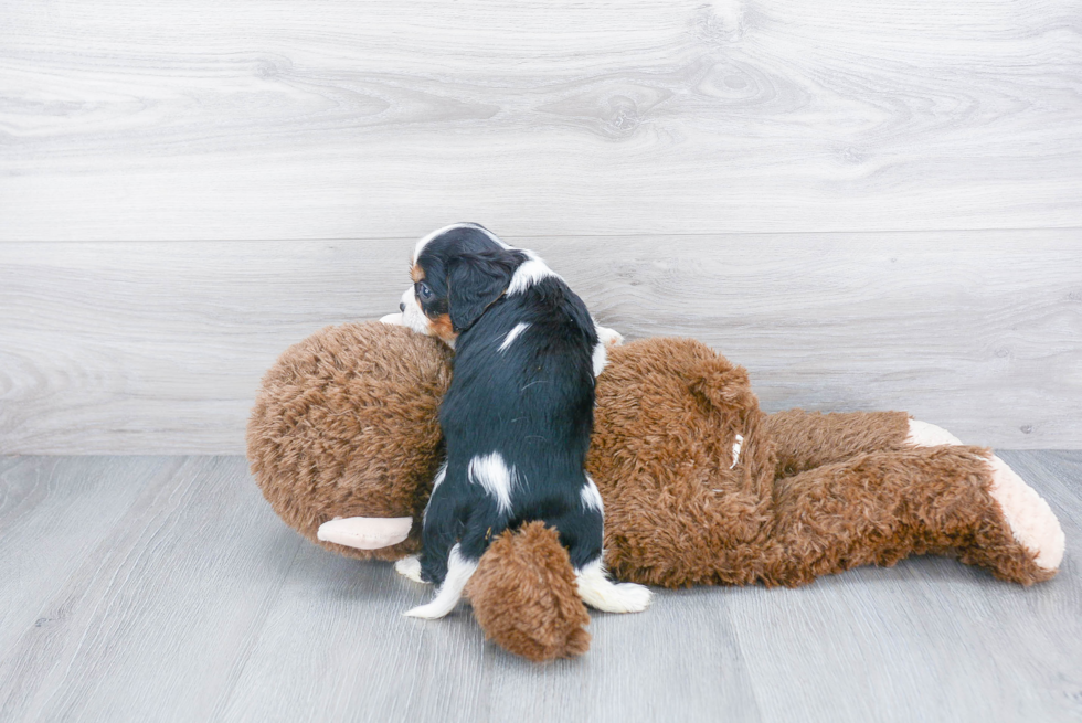 Cavalier King Charles Spaniel Pup Being Cute