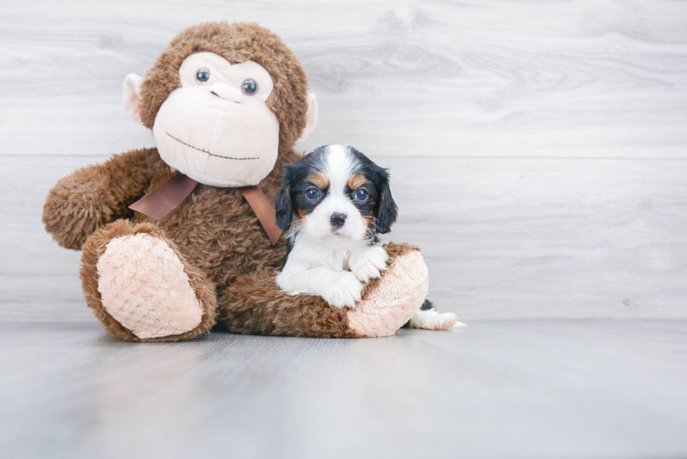 Cavalier King Charles Spaniel Pup Being Cute