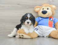 7 week old Cavalier King Charles Spaniel Puppy For Sale - Premier Pups