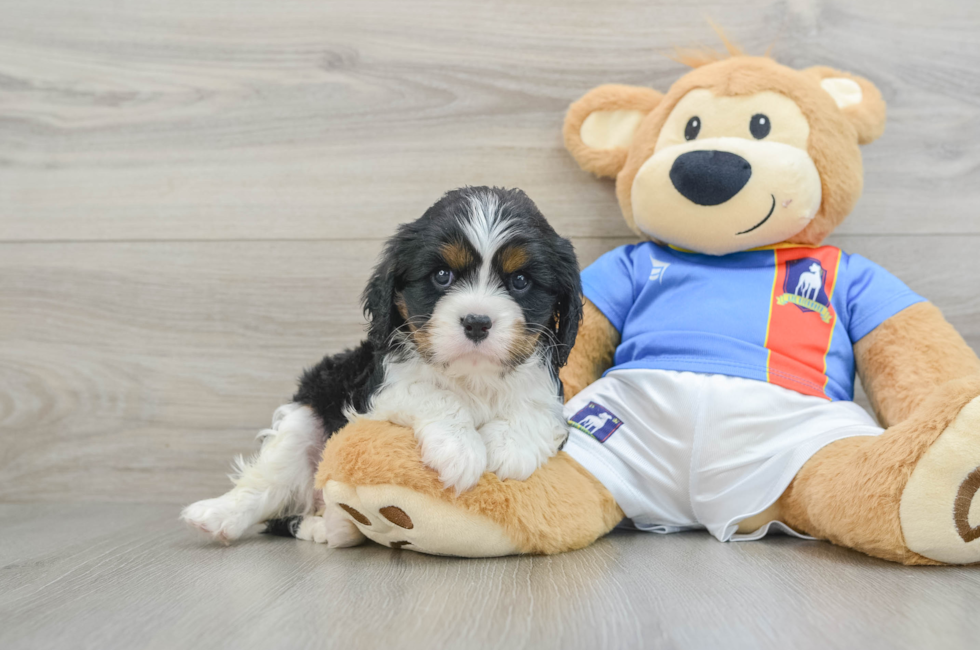 7 week old Cavalier King Charles Spaniel Puppy For Sale - Premier Pups