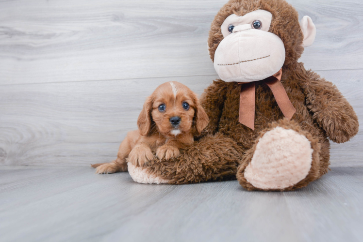 Cavalier King Charles Spaniel Pup Being Cute