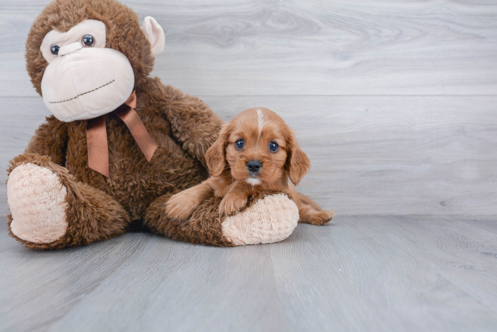 Cavalier King Charles Spaniel Puppy for Adoption