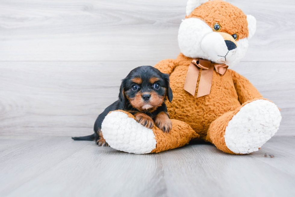 Fluffy Cavalier King Charles Spaniel Purebred Puppy