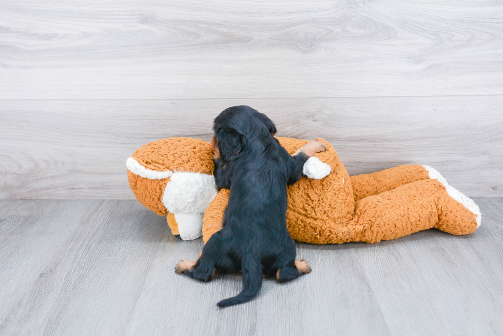 Popular Cavalier King Charles Spaniel Purebred Pup