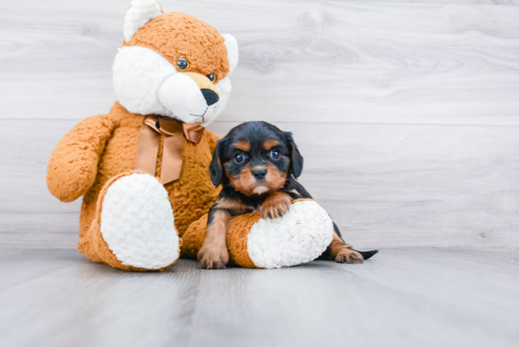 Cavalier King Charles Spaniel Puppy for Adoption