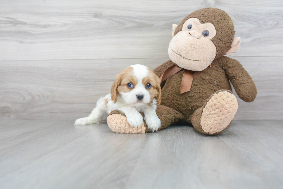 Funny Cavalier King Charles Spaniel Purebred Pup