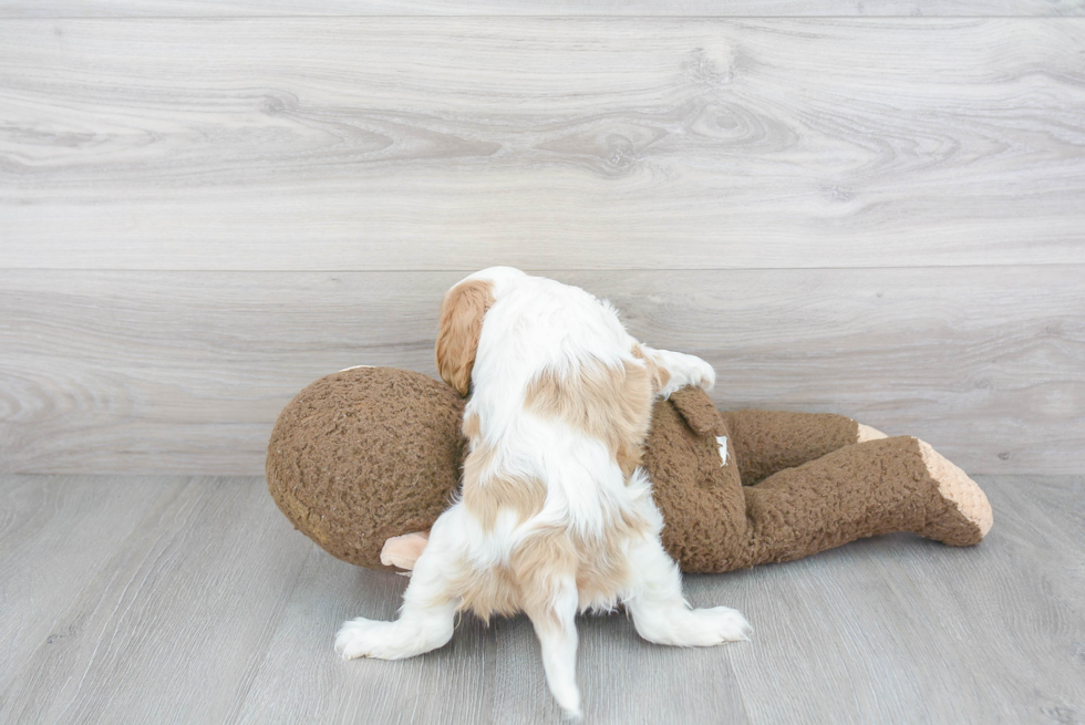 Fluffy Cavalier King Charles Spaniel Purebred Puppy