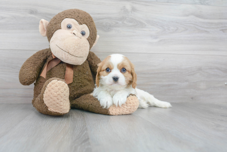 Cavalier King Charles Spaniel Puppy for Adoption