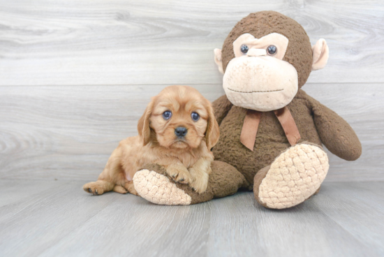 Best Cavalier King Charles Spaniel Baby