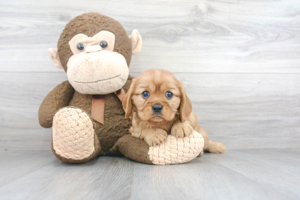 Akc Registered Cavalier King Charles Spaniel Baby