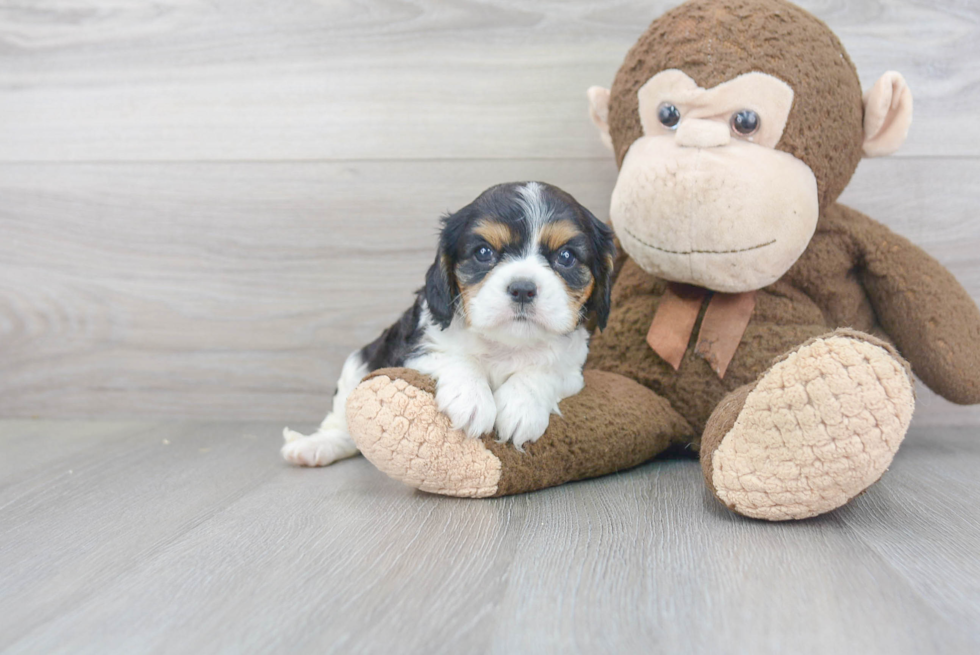 Petite Cavalier King Charles Spaniel Purebred Puppy