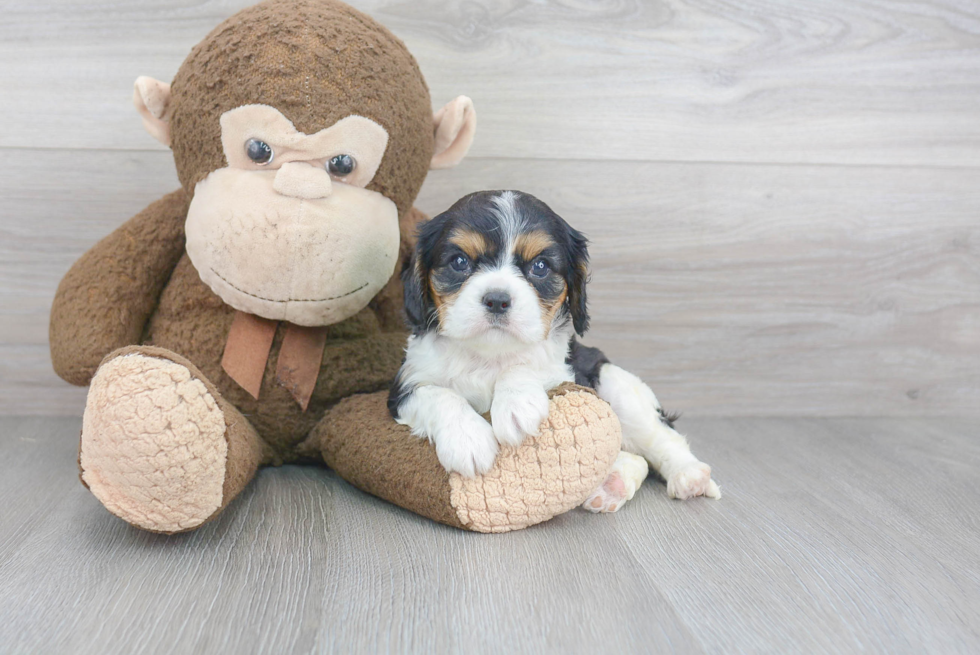 Best Cavalier King Charles Spaniel Baby