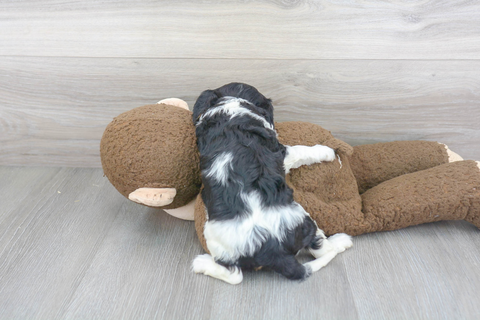 Popular Cavalier King Charles Spaniel Purebred Pup