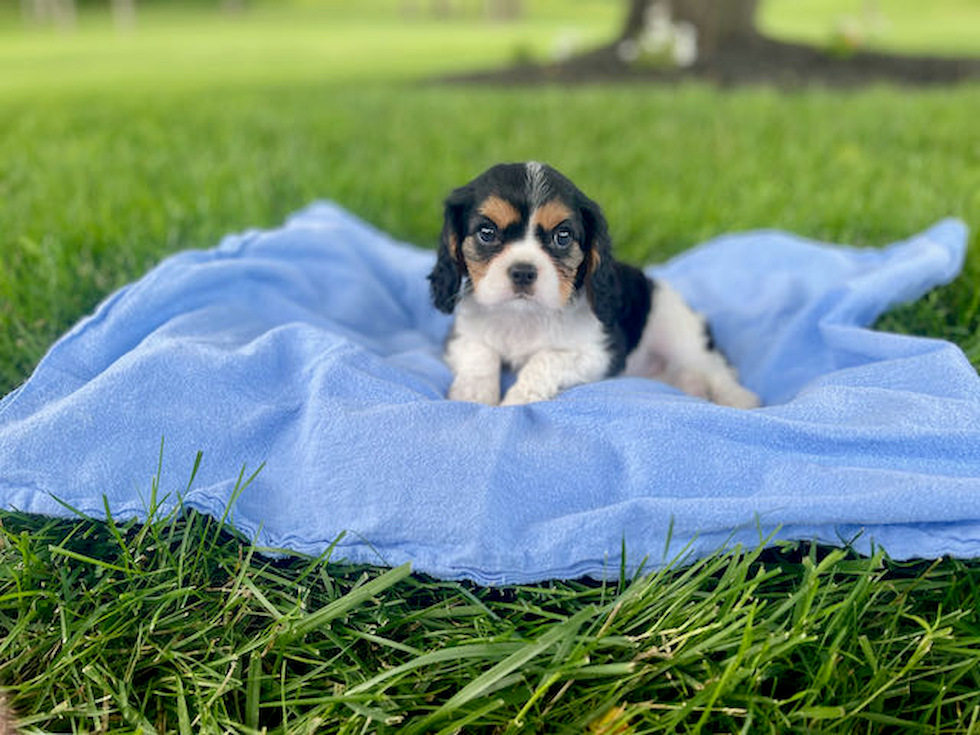 Friendly Cavalier King Charles Spaniel Baby