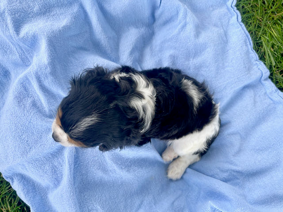 Akc Registered Cavalier King Charles Spaniel Purebred Pup