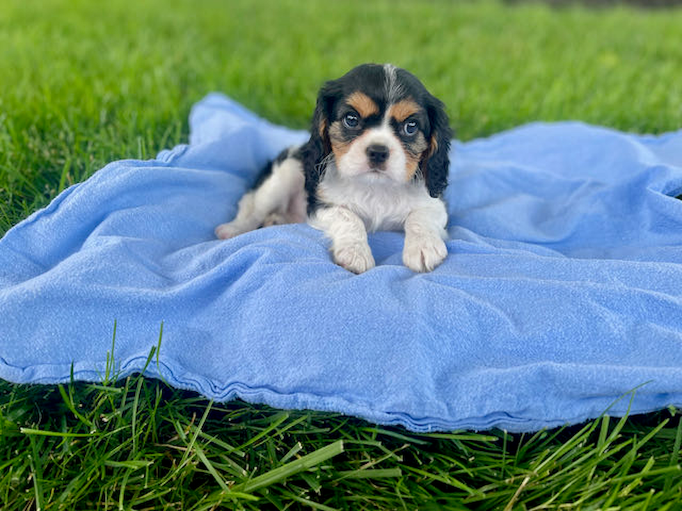 Akc Registered Cavalier King Charles Spaniel Purebred Pup