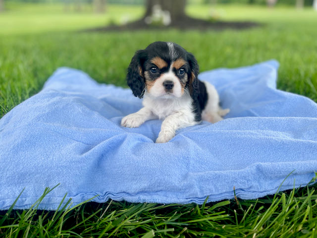 Cavalier King Charles Spaniel Puppy for Adoption