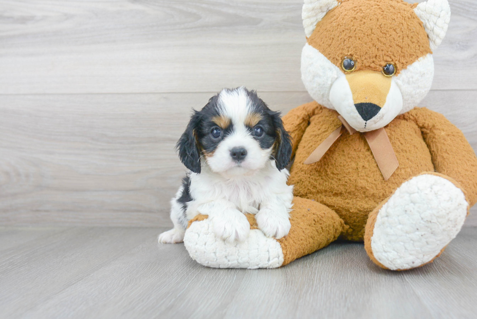 Small Cavalier King Charles Spaniel Purebred Pup