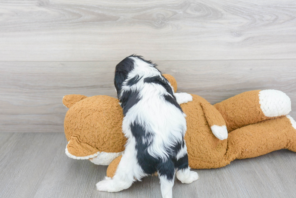 Sweet Cavalier King Charles Spaniel Purebred Puppy