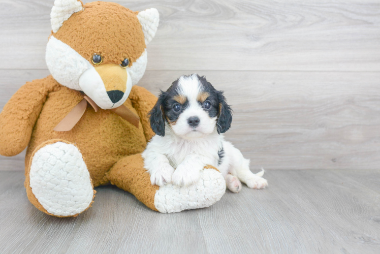 Cavalier King Charles Spaniel Pup Being Cute