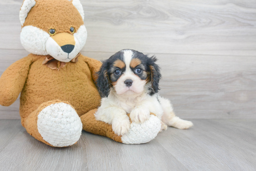 Cute Cavalier King Charles Spaniel Purebred Puppy