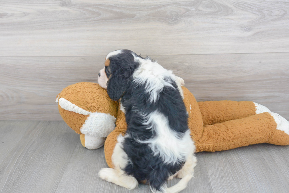 Smart Cavalier King Charles Spaniel Purebred Puppy