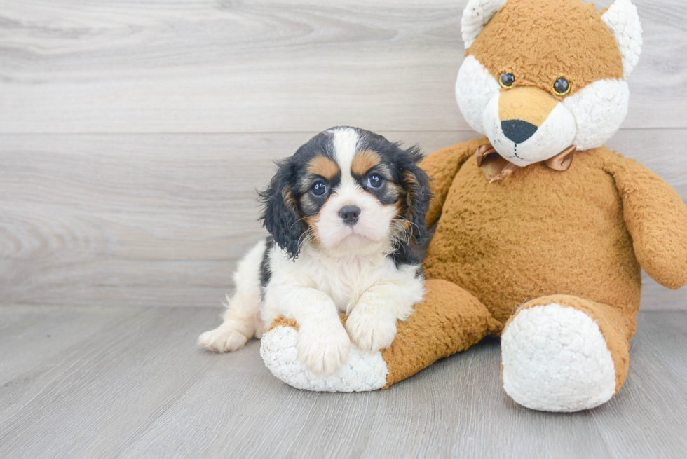 Popular Cavalier King Charles Spaniel Purebred Pup