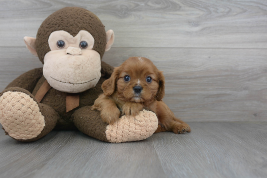 Cavalier King Charles Spaniel Puppy for Adoption