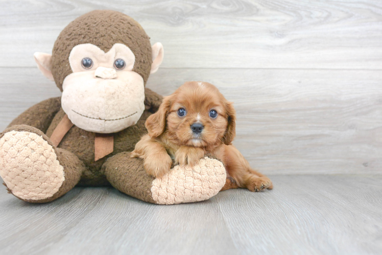 Cavalier King Charles Spaniel Pup Being Cute